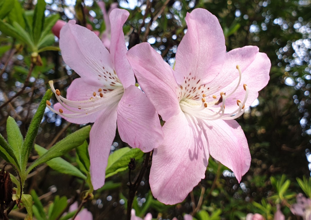 R. schlippenbachii